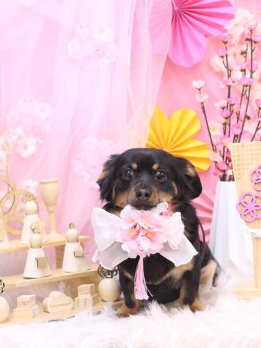 20250313のあくん